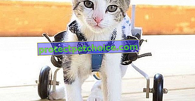 ¡Un gatito paralizado recibe un carrito hecho a medida y vuelve a aprender los placeres de la movilidad!