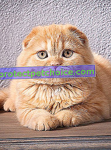 Foto: Scottish Fold kočka na zvířatech