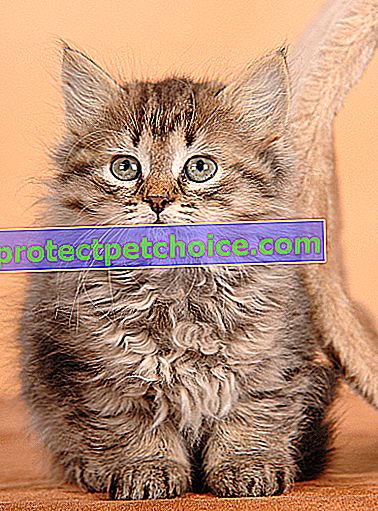 Снимка: Немски рекс котка за домашни любимци