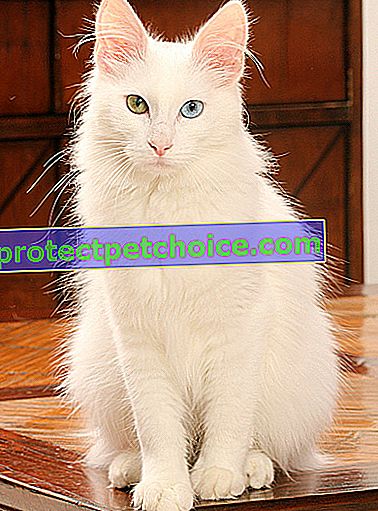 Снимка: турска ангорска порода котка на домашни любимци
