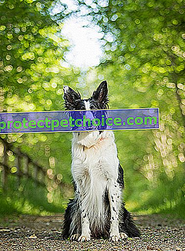 Foto: pes Border Collie na domačih ljubljenčkih