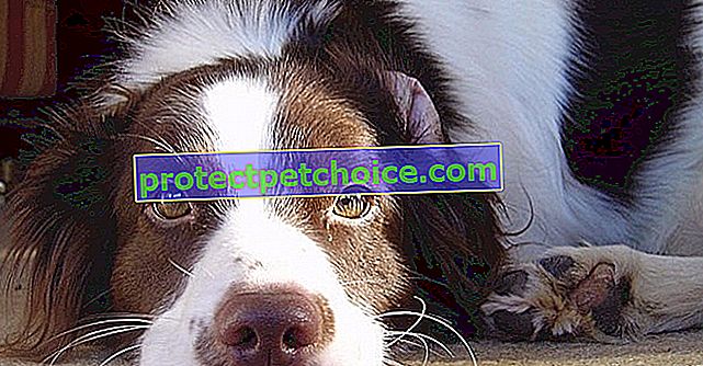 5 věcí, které byste měli vědět před eutanazací svého psa