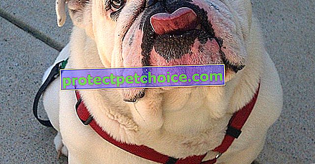 15 кумедних фотографій собак, що стирчать язиком!