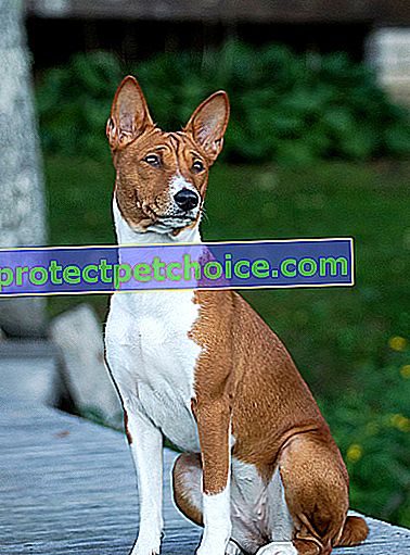 Foto: Perro de raza Basenji en Mascotas