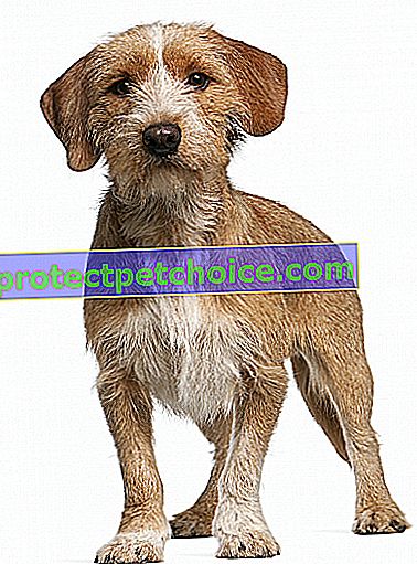 Фото: собака породи Басет-Фов де Бретань на домашніх тваринах