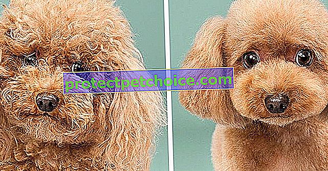 15 fotografií psov pred / po starostlivosti