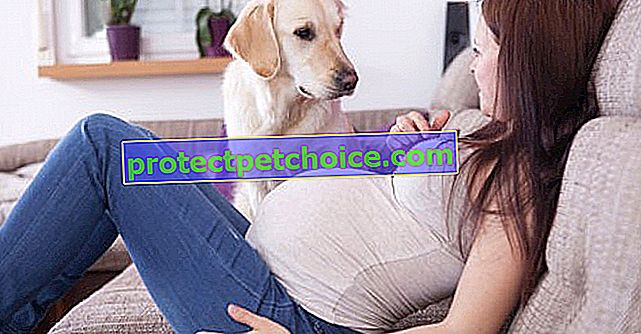 5 znakov, ktoré pomáhajú psom spozorovať tehotné ženy