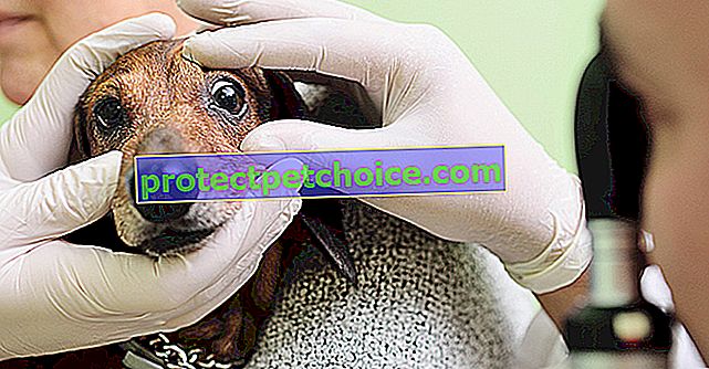 Chronická povrchová keratitida (KSC) u psů
