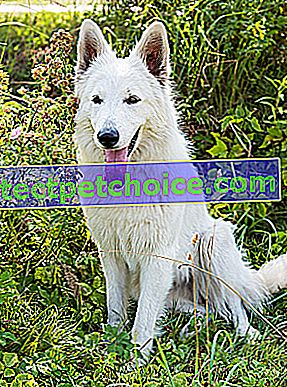 На фото: собака породы Berger Blanc Suisse на домашних животных