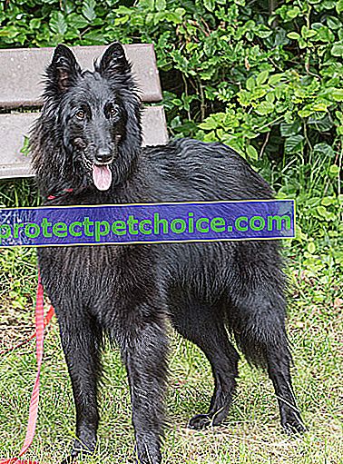 Foto: perro pastor belga Groenendael en mascotas