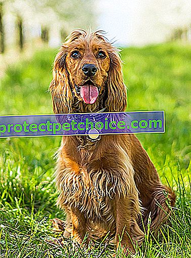 Foto: Anglický kokršpaněl pes na zvířatech