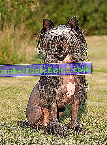 Foto: Perro de raza de perro crestado chino en mascotas