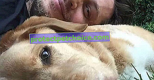 Tom Hardy rinde homenaje a su perro fallecido en carta muy conmovedora