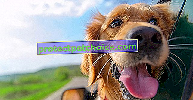 HomeToGo.fr: vyhledávač, který vám pomůže zjistit, kam vzít svého psa letos v létě na dovolenou!