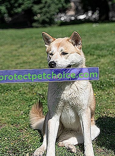 Фото: собака акіта-іну на домашніх тваринах