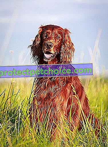 На фото: собака породы ирландский красный сеттер на домашних животных