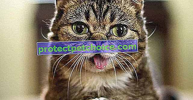 Sosyal medyanın yıldızı kedi Lil Bub vefat etti
