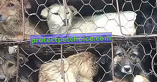 800 собак освобождены из грузовика на пути к смерти в Китае