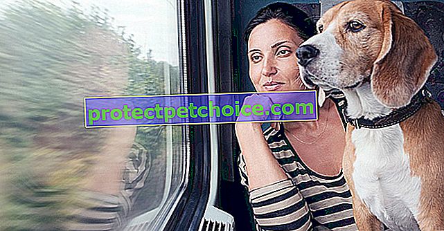 Putovanje vlakom s psom