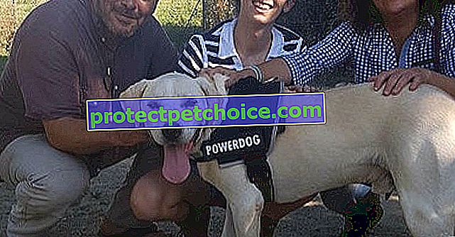 Valence (26): Po 7 letech v útulku si tento pes konečně našel adoptivní rodinu