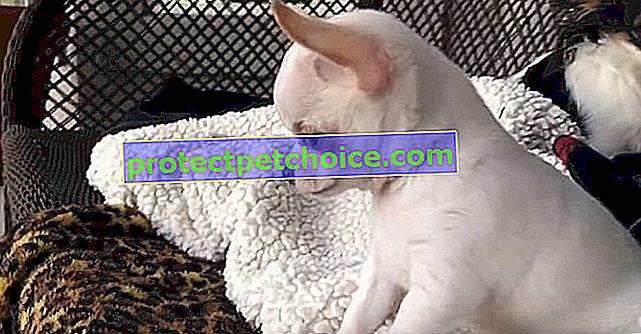 (Wideo) Chihuahua atakuje 2 kongenerów, które zajmują jego (dużą) przestrzeń życiową