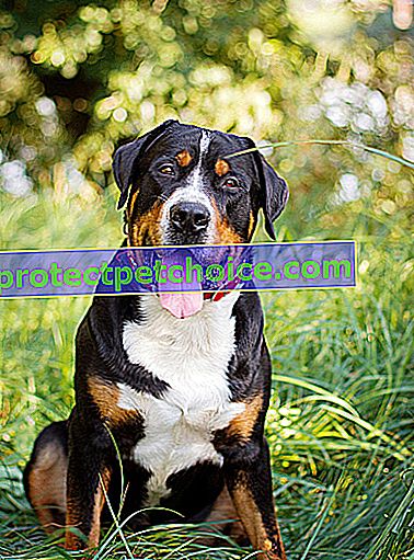 Zdjęcie: Pies rasy Grand Bouvier Suisse na zwierzętach