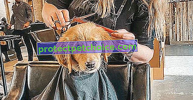¡Este perro se siente tan bien en la peluquería que él mismo se arregla el pelo!