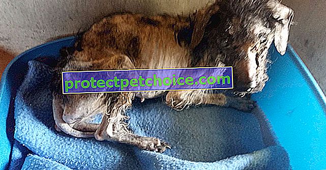 СПА Лион помага на 53 малтретирани и пренебрегвани кучета!