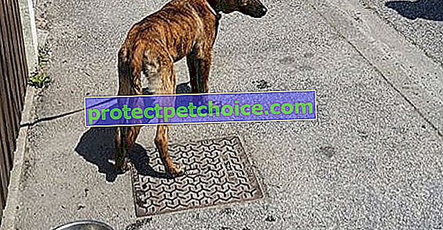 Cherbourg-Octeville (50): Младо женско куче изоставено, открито прикрепено към ограда