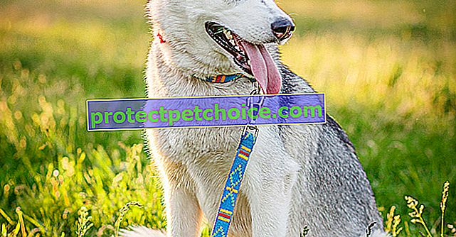 Zdjęcia szczeniąt i dorosłych Siberian Husky