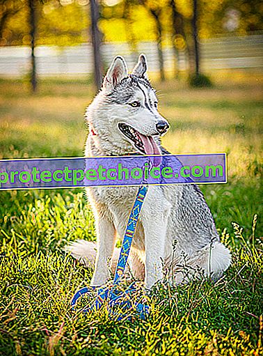 Foto: raza de perro husky siberiano en mascotas