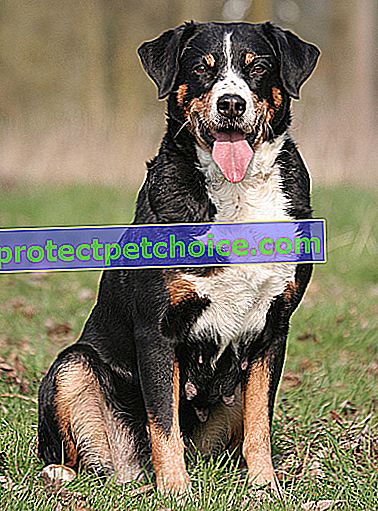 Foto: Appenzell Bouvier pes na zvířatech