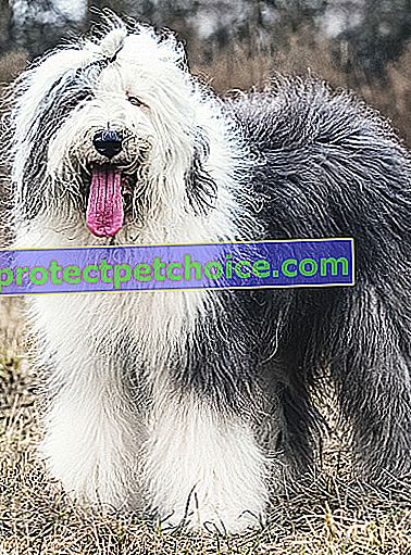 Zdjęcie: Bobtail dog on Pets