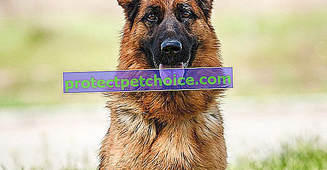 Fotoğraflar Alman çoban köpekleri ve yetişkinleri