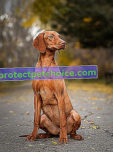 Foto: Perro de raza Braco Húngaro en Mascotas