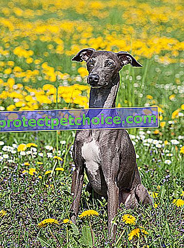Zdjęcie: Greyhound dog on Pets
