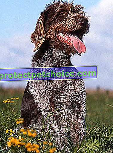 Снимка: Чешко брадато куче за домашни любимци