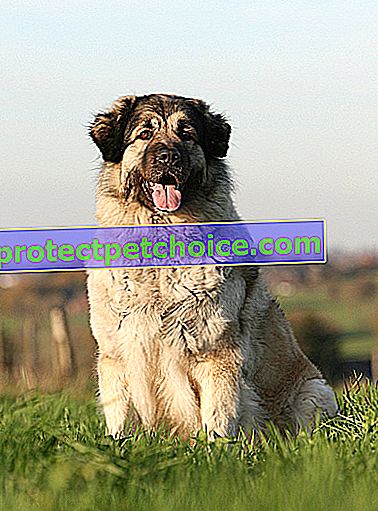 Снимка: Югославско овчарско куче за домашни любимци