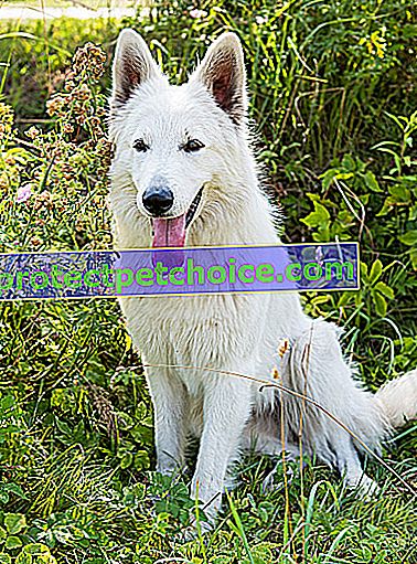 Foto: Pes plemena Berger Blanc Suisse na zvieratách