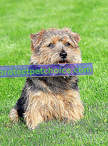Foto: Norfolkský teriér pes na zvířatech