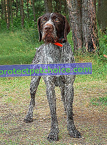 Foto: Německý pes plemene Wirehaired Pointer na zvířatech