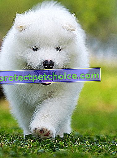 Zdjęcie: Samoyed dog on Pets