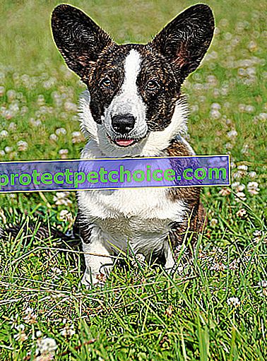 Foto: perro de raza Welsh Corgi Cardigan en Pets
