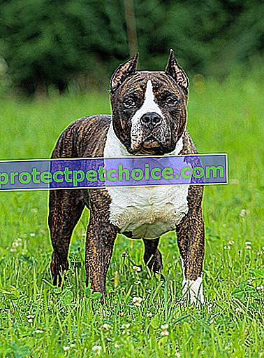 Foto: raza de perro American Staffordshire Terrier en mascotas