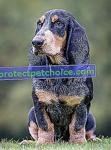 Foto: perro de raza Basset Bleu de Gascogne en Mascotas