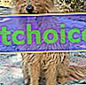 Zdjęcie Cheyenne, Scottish Terrier