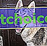 Zdjęcie Cheyenne, Czechoslovakian Wolfdog