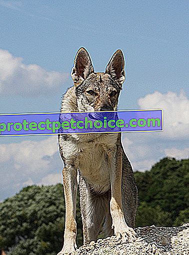 Foto: Perro de raza perro lobo checoslovaco en mascotas