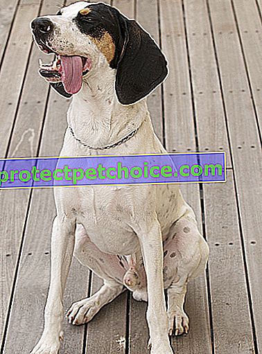 Фото: собака Арьежуа на домашних животных