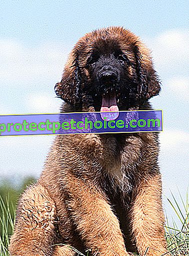 Zdjęcie: Leonberger dog on Pets